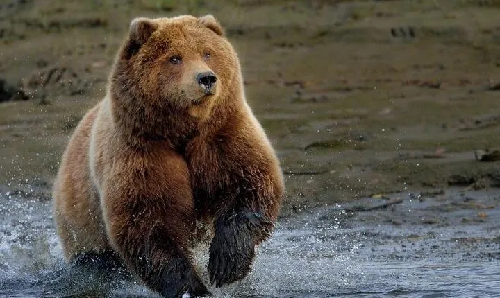 One day trip Bear Sanctuary Dracula Castel and Rasnov Fortress from Brasov
