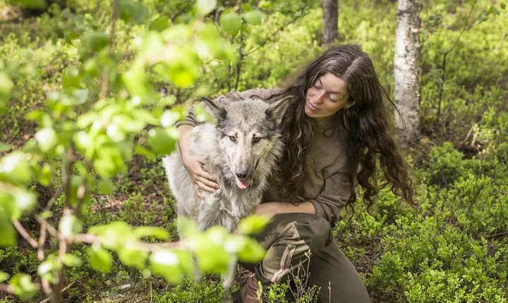 Meet Taivas & the Arctic Wolves - Private Tour