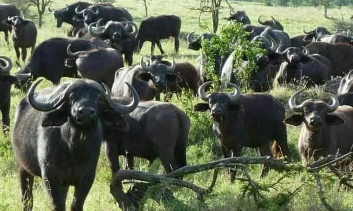 Ngorongoro, Manyara and Tarangire tour