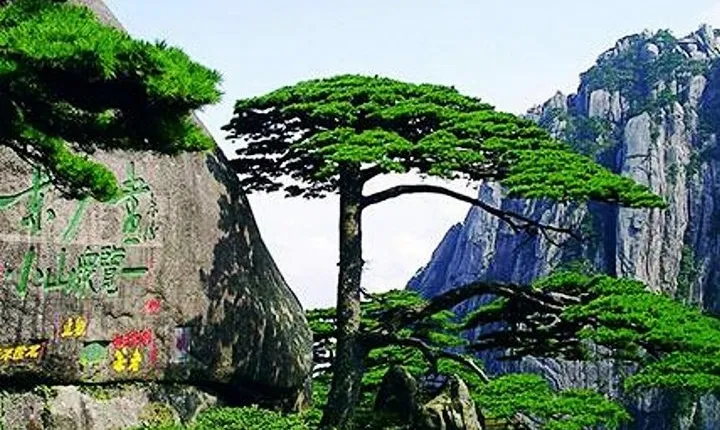 All Inclusive Huangshan Yellow Mountain and Tunxi Old Street Private Day Tour