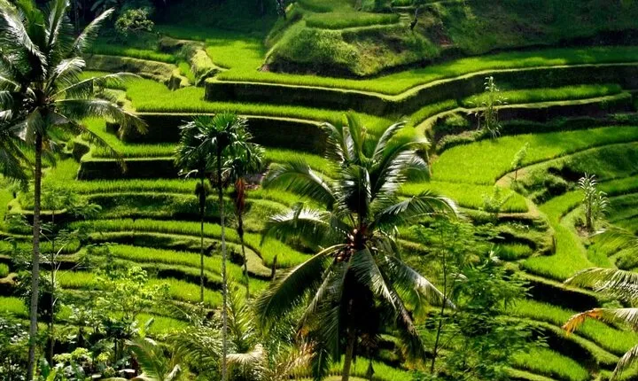 Bali Full-Day Traditional Village Sightseeing Trip All Inclusive