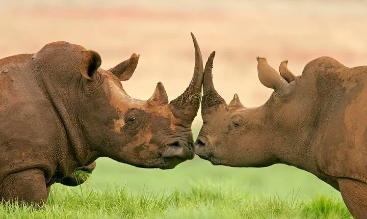 Day Trip To Ol Pejeta Conservancy Rhino And Chimpanzee Sanctuary