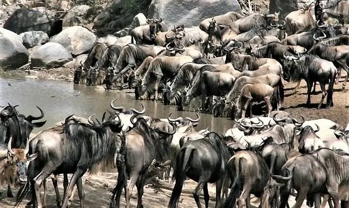 Twelve Days: Tarangire-manyara-ngorongor0-serengeti (classic)