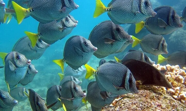 Watching and Swimming with Sea Lions on Espiritu Santo Island