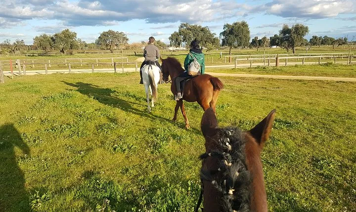 Horseback Riding Experience in Aljarafe, Doñana park from Seville