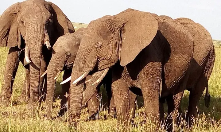 Ngoro Ngoro crater full day tour from Arusha