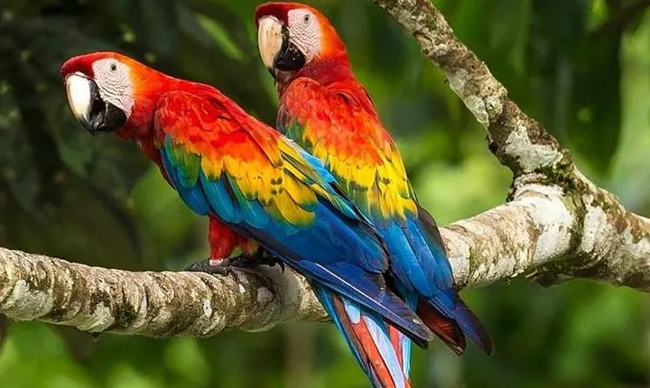 Chuncho macaw clay lick full day