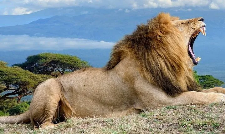 5 Days Maasai mara, Lake Nakuru, samburu private lodge safari