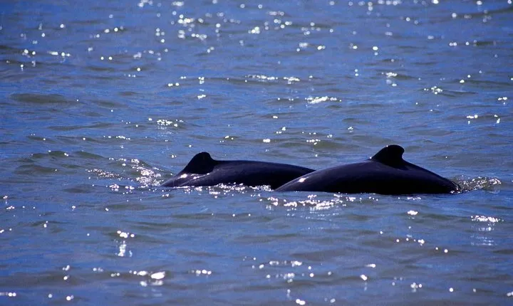 Dolphin Mangrove Cruise