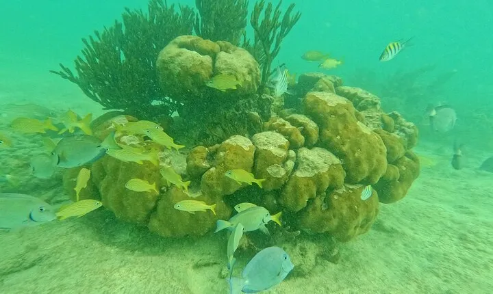 Turtles Encounter Akumal! Small group from Playa del Carmen 