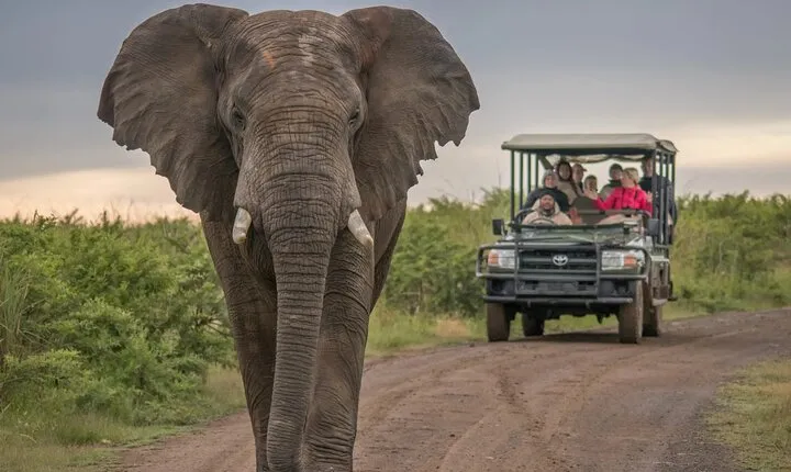 5 Day Garden Route and Addo Safari - Best of South Africa Small Group Tour