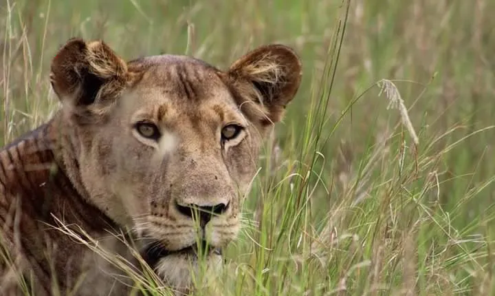 3-Day Tarangire NP, Manyara NP & Ngorongoro Crater