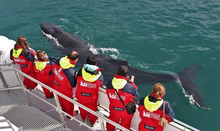 Whale Watching from Downtown Akureyri