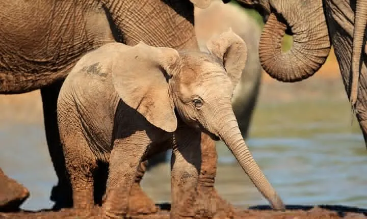 Addo Elephant Park All-Inclusive Day Safari from Port Elizabeth