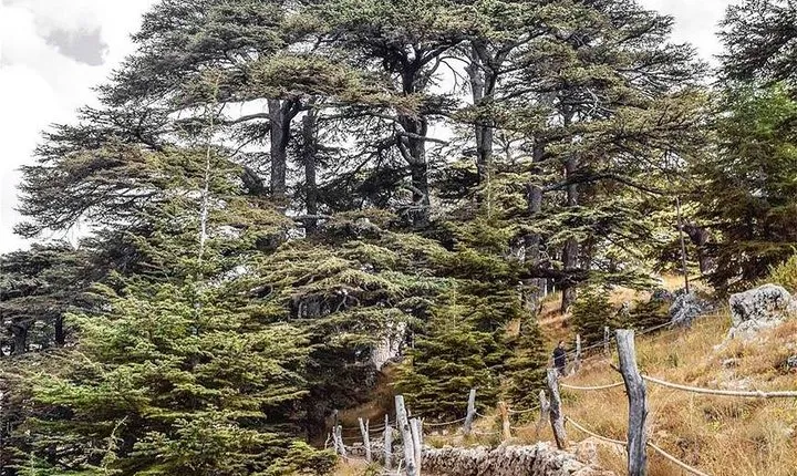 Cedars of Lebanon, Qozhaya, & Bcharre - With Lunch (4G on Board)