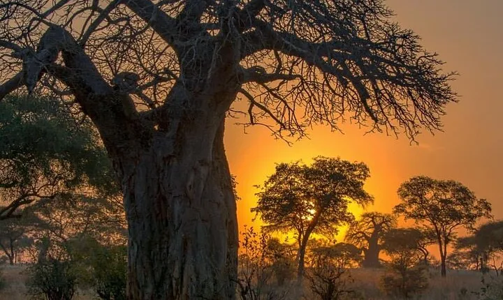 7-Day Private midrange Tour in Arusha with Airport Pickup