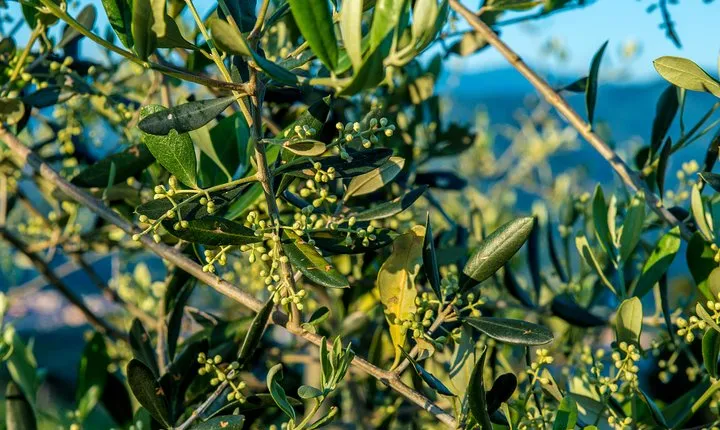 Leonardo Da Vinci's wind mill visit and Organic olive oil tasting