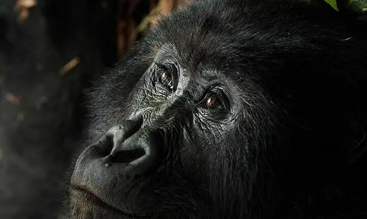 3 Day Gorilla Trekking and Nyiragongo Volcano Hike in Congo