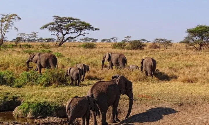 Day trip to Tarangire