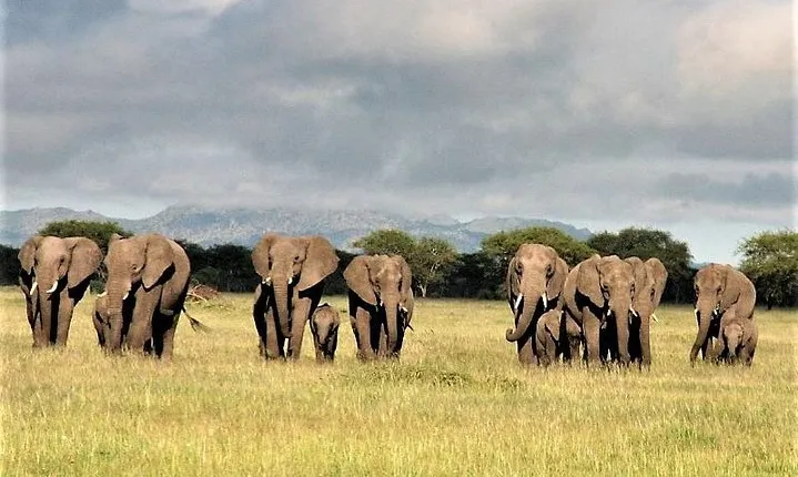 Four Days: Arusha-tarangire -ngorongoro (classic)