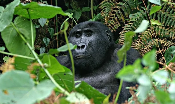 3 days Uganda Gorilla safari tour with relaxation on Lake Bunyonyi