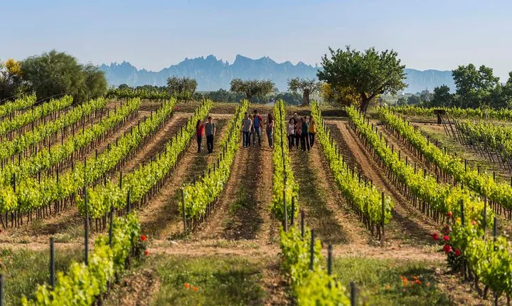 Winery Tour with Private Luxury Vehicle from Barcelona with Hotel pick up