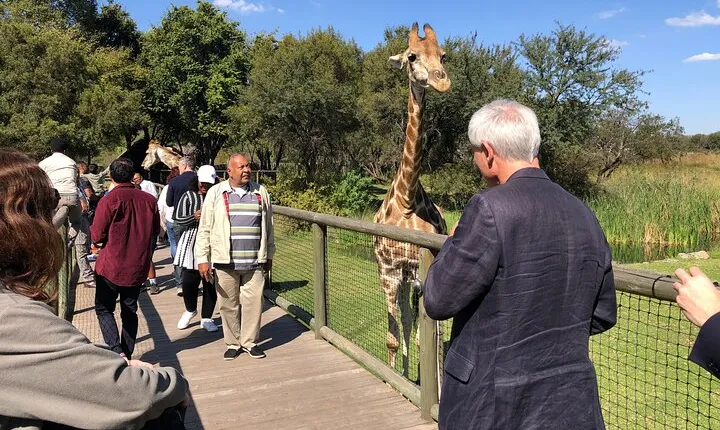 Cradle of Humankind Tour with Lion Safari from Johannesburg
