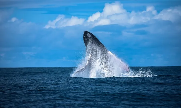 Experience Private Whale Watching Tour in Uvita
