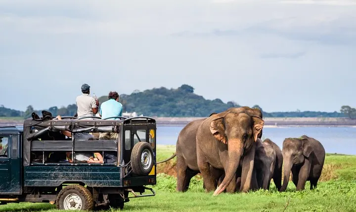 Minneriya Elephant Safari wth Sigiriya & Dambulla Cave Temples Full Day Tour