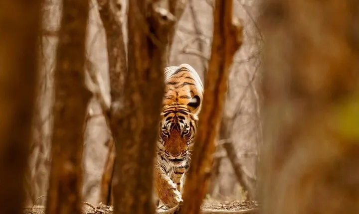 3-Day Private Ranthambhore Tiger Tour Including Delhi, Agra, Jaipur