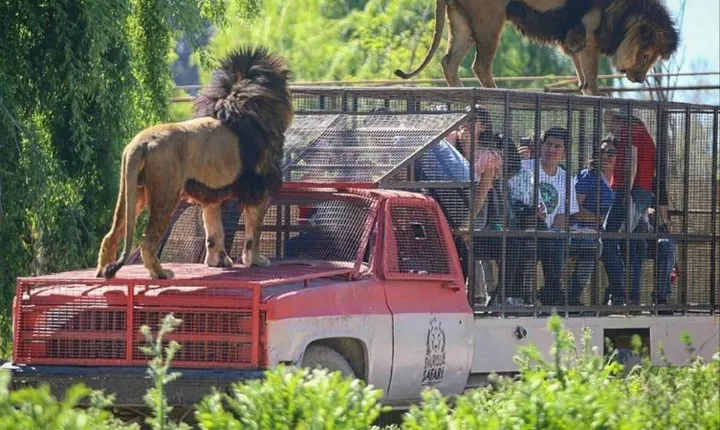 Safari Park Full Day from Santiago