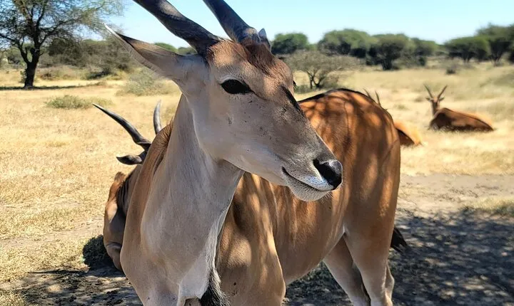 4 Days Group Safari Tarangire Serengeti and Ngorongoro 