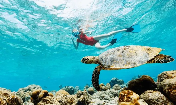 Mauritius : Swim with turtles and Port Louis Street food tour