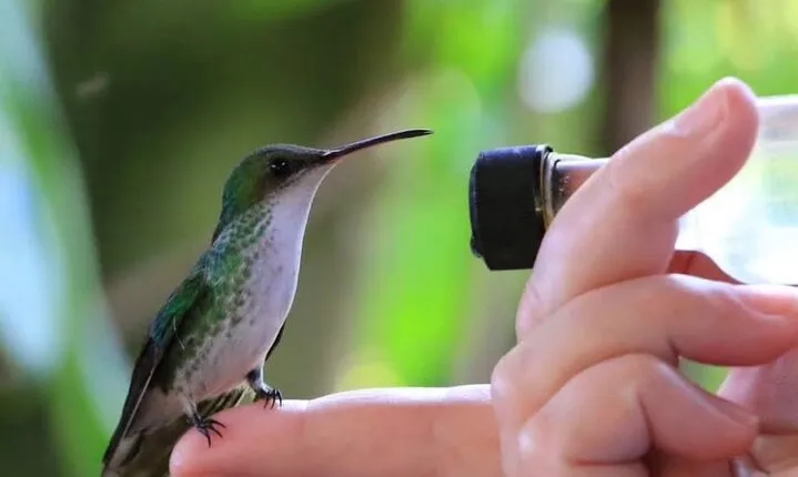 Rocklands Bird Sanctuary and Montego Bay Highlights