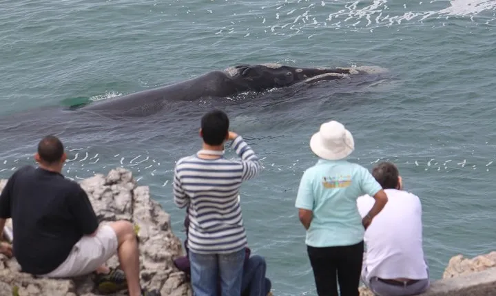 Whale Watching Walking Tours (Land-Based) - from JUNE 2025