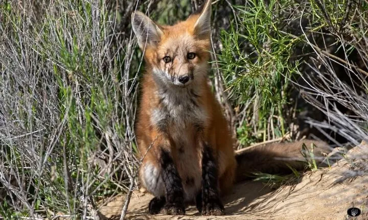 Yellowstone For Kids Family Fun Tour w/PU in West Yellowstone