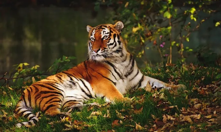 Ranthambore Tiger Safari Tour from Delhi with All Meals