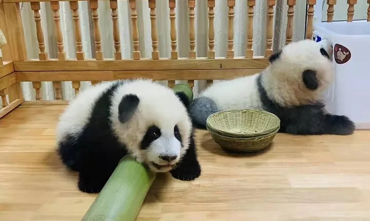 Chengdu Giant Panda Base Half Day Trip