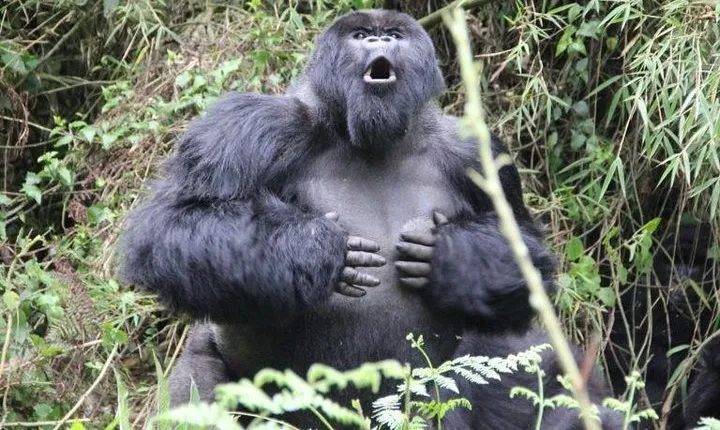 Gorilla trekking