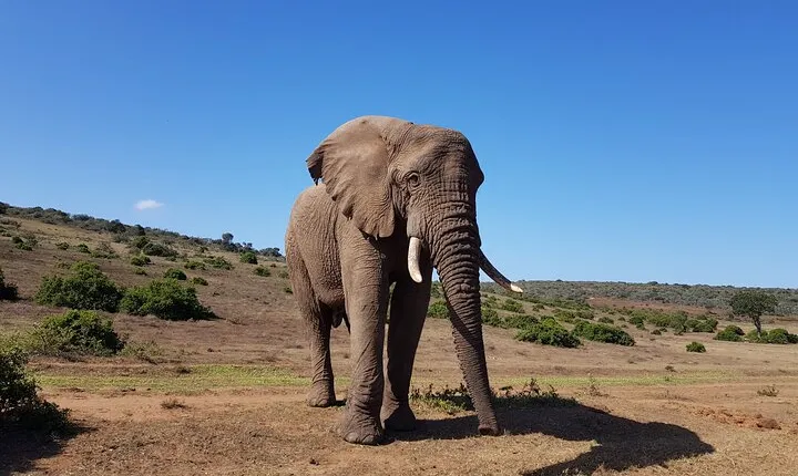 Private Half Day Addo Elephant National Park Safari