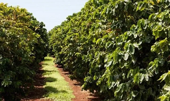 Half Day Visit To A Fairview Estate Coffee Farm Tour