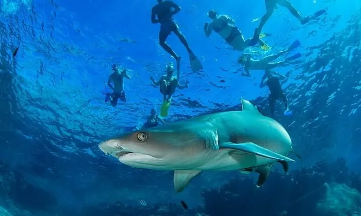 Ultimate Encounter Snorkel with Sharks in Fiji