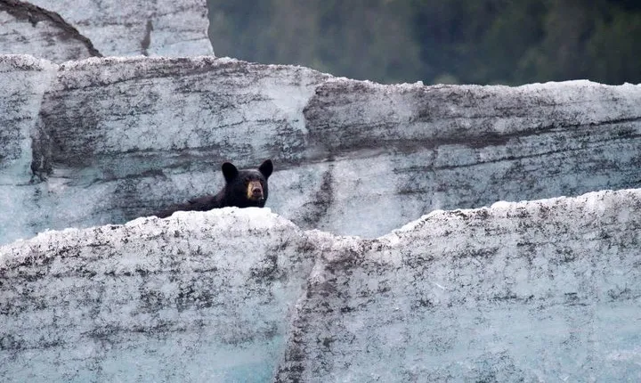 Bears, Trains & Icebergs Tour