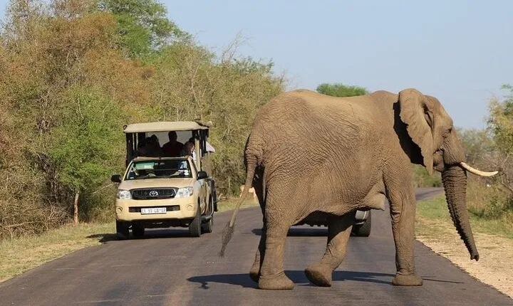 2 Days Kruger Fly-in Big 5 Safari Tour from Johannesburg