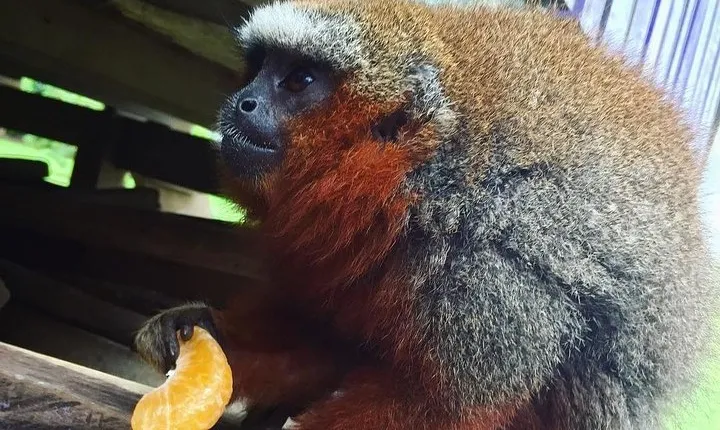 Monkey Island, Amazon River & Native Aquatic Species - All tickets included