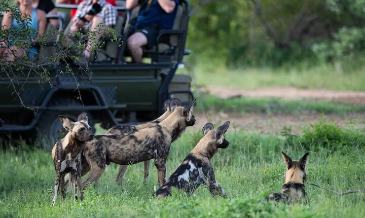 4-Day Serengeti, Ngorongoro & Tarangire Private Camping Tour