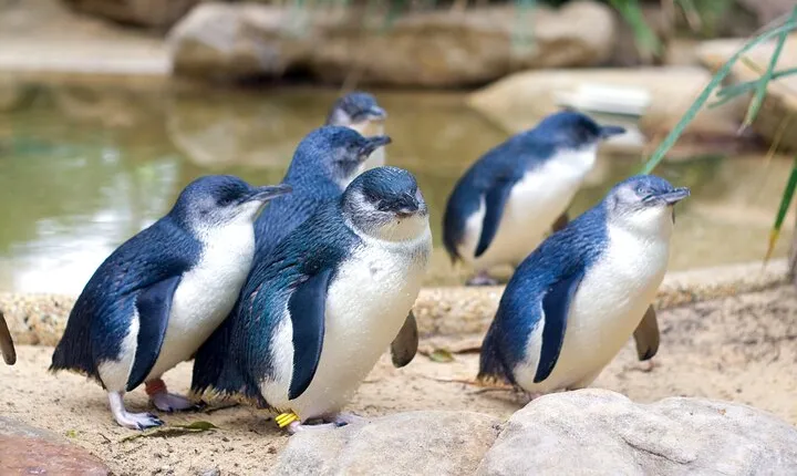 Phillip Island Penguin Parade Day Tour from Melbourne
