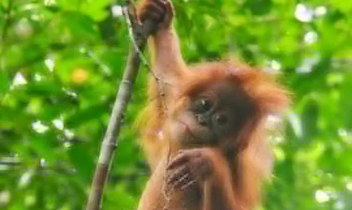 TOUR PACKAGE (jungle trekking, taxi, Room) 4 DAYS 3 NIGHTS in BUKIT LAWANG