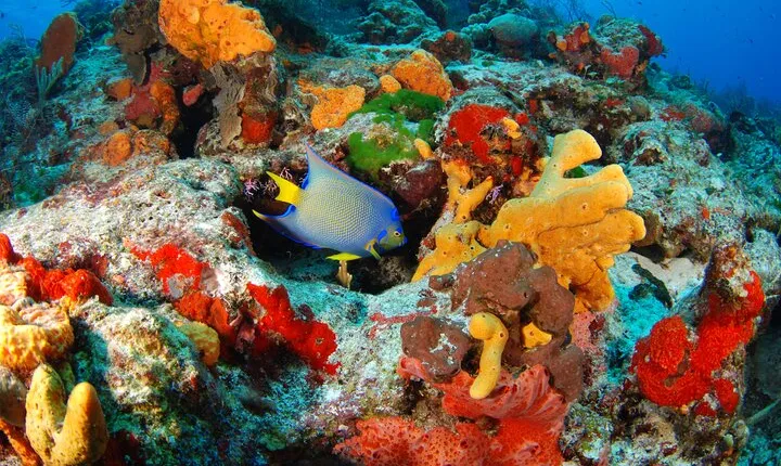 Day Tour at Yalku Inlet and 2 Cenotes From Tulum