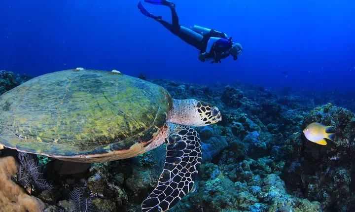 Discover Scuba Diving